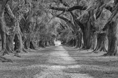 Lange laan met live oaks of evergreen eiken